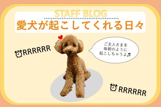 ⏰愛犬が起こしてくれる日々⏰