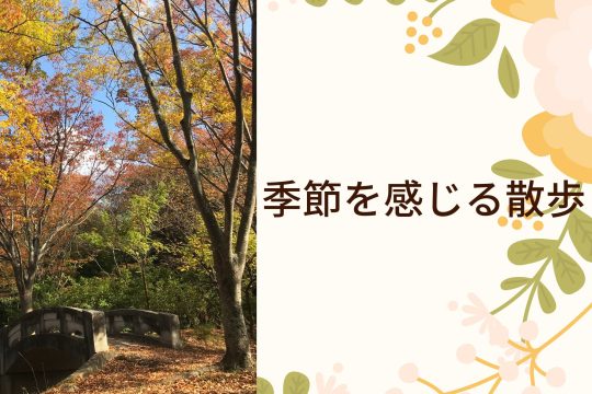 季節を感じる散歩🍁