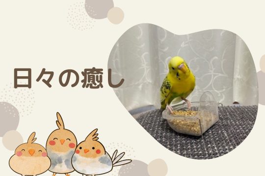 日々の癒し🐤